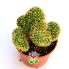 Yavru Beyin Kaktüs, Mammillaria Pilcayensis Cristata-Kıvrımlı Şeklilde Büyür 1.Sınıf-5,5 cm Saksıda-