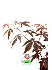 Acer Palmatum Bonsai-Japon Akçaağacı Doğal Kırmızı Renk Yapraklı 30 cm Yükseklik 8,5 cm Saksıda