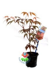 Acer Palmatum Bonsai-Japon Akçaağacı Doğal Kırmızı Renk Yapraklı 30 cm Yükseklik 8,5 cm Saksıda