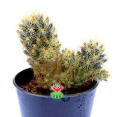 Mammillaria Viridiflora-Sarı Renk Kanca Dikenli Kaktüs-5,5 cm Saksıda