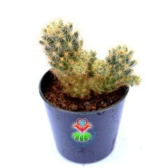 Mammillaria Viridiflora-Sarı Renk Kanca Dikenli Kaktüs-5,5 cm Saksıda