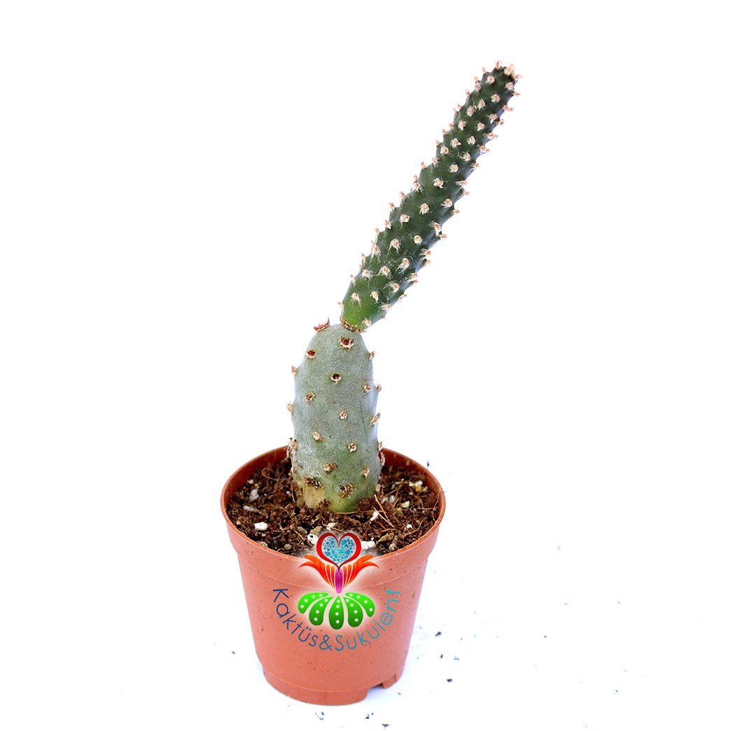 Tephrocactus Articulatus -5,5 cm Saksıda-Beyaz Renk Çiçek Açar