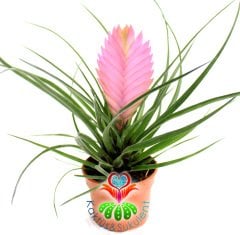 Hava Çiçeği-Tillandsia Cyanea-Air Plant-Pembe Bölümünden Mor Renk Çiçek Açar-6,5 cm Saksıda,Teraryum