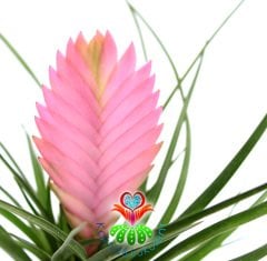 Hava Çiçeği-Tillandsia Cyanea-Air Plant-Pembe Bölümünden Mor Renk Çiçek Açar-6,5 cm Saksıda,Teraryum