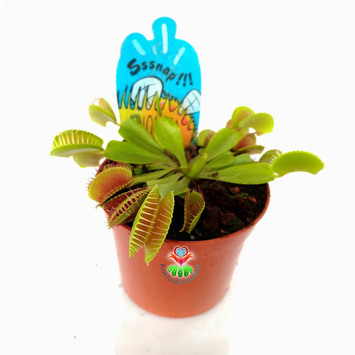 Böcek Yiyen, Canlı Sinek Kapan Bitkisi,Dionaea Muscipula- Venus Fly Trap- Etobur Bitki-Terraryum
