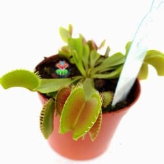 Böcek Yiyen, Canlı Sinek Kapan Bitkisi,Dionaea Muscipula- Venus Fly Trap- Etobur Bitki-Terraryum