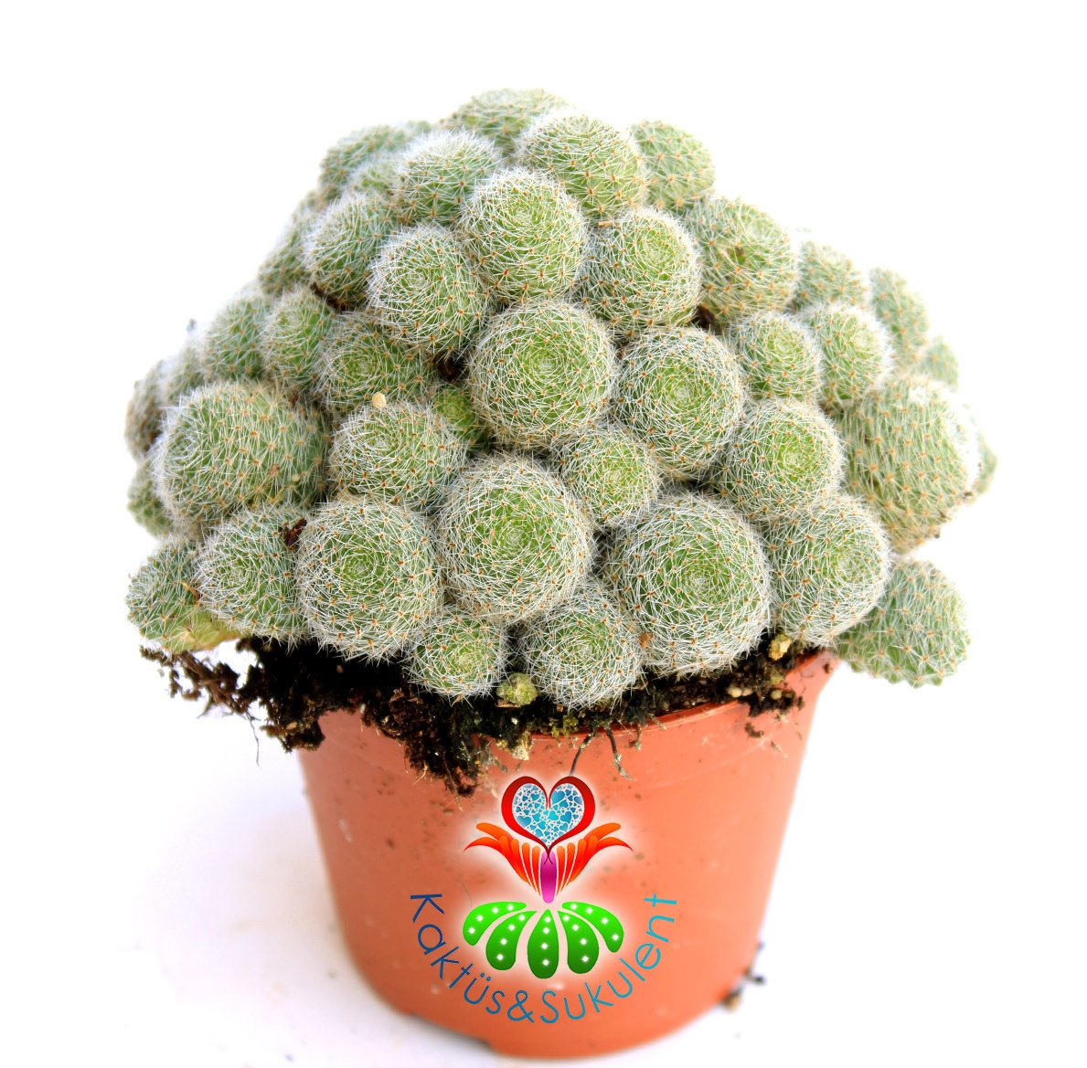 Kaktüs, Rebutia Albiflora Sunrise -Pembe-Beyaz Renk Çiçek Açar-Saksı Dolusu -8,5 cm saksıda-Teraryum
