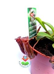 Nepenthes Rebecca Böcek Yiyen Bitki-Maymun Kavanozu Bitkisi-8,5 cm saksıda Sinek Kapan