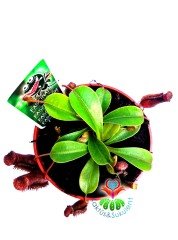 Nepenthes Rebecca Böcek Yiyen Bitki-Maymun Kavanozu Bitkisi-8,5 cm saksıda Sinek Kapan