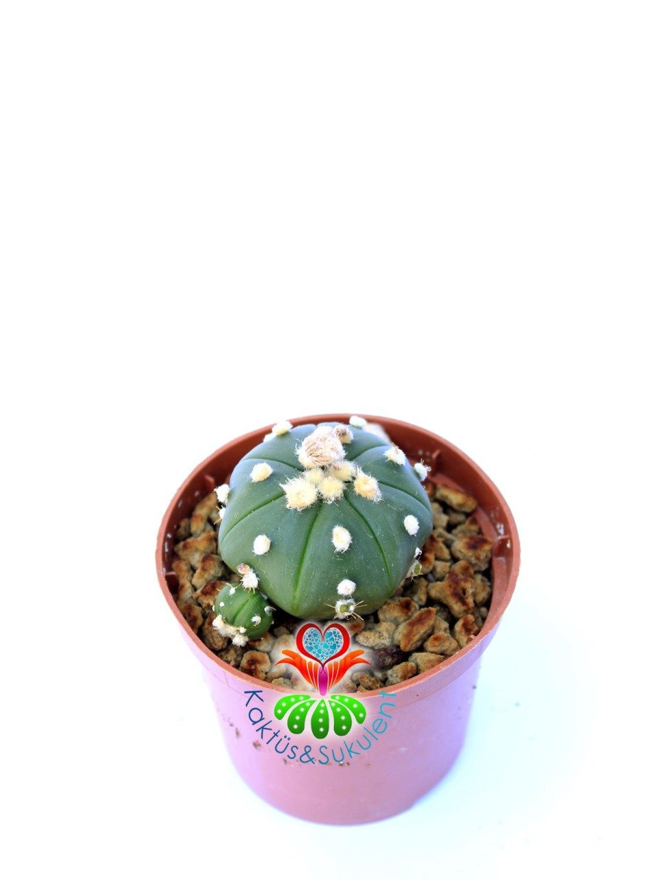 Astrophytum Asterias Oobio  -7 cm Saksıda Nadir Tür Kaktüs