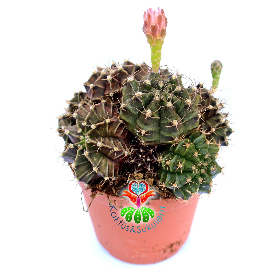 Gymnocalycium Mihanovichii-Saksı Dolusu Hibridler-8,5 cm Saksıda