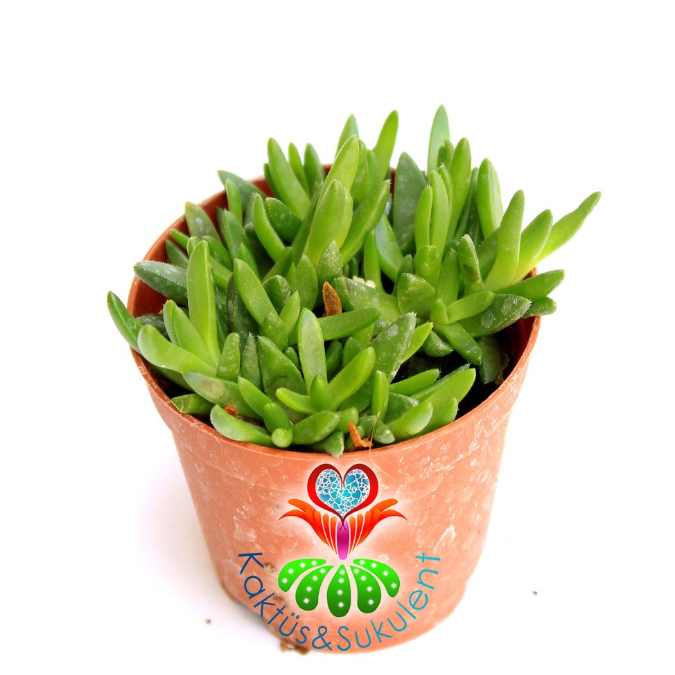 Buz Çiçeği, Delosperma Congestum-Sarı Çiçekli Sıradışı -5,5 cm saksıda-Teraryum, Kaktus, Cactus