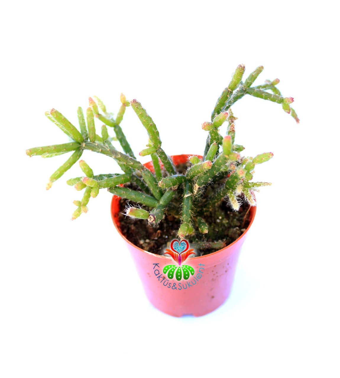 Rhipsalis Cereuscula-Sarkan Tür-5,5 cm saksıda-Sukulent