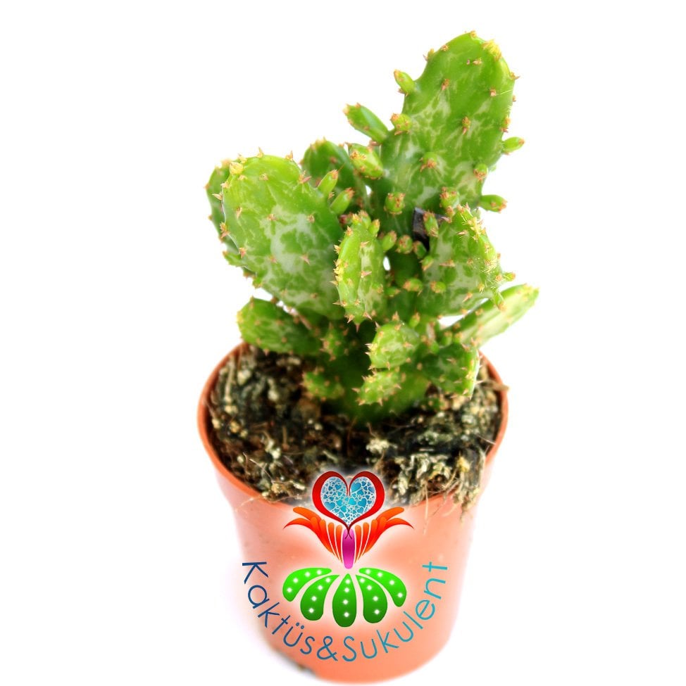 Kaktüs,Opuntia Monacantha var. Variegata -Saksı Dolusu-1.Sınıf- 5,5 cm saksıda-Sukulent