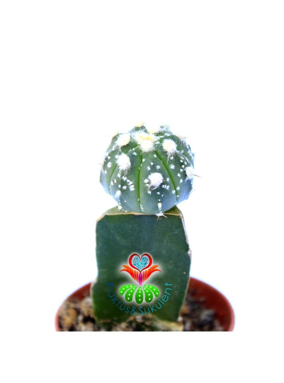 Astrophytum Asterias Super Kabuto- Nadir Tür -8,5 cm saksıda Aşılı