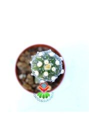 Astrophytum Asterias Super Kabuto- Nadir Tür -8,5 cm saksıda Aşılı