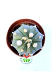 Astrophytum Myriostigma Nudum x Asterias Hybrid 7 cm Saksılı Nadir Tür