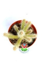 Kaktüs-Opuntia Cylindrica Hybrid- Sıradışı Parmak Formlu-5,5 cm Saksıda