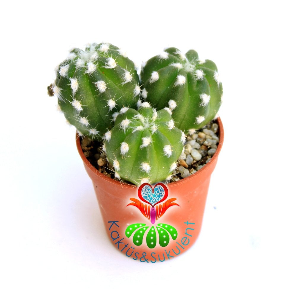 Kaktüs,Echinopsis Subdenudatum-Kokulu Çiçek Açar-1.Sınıf- 5,5 cm saksıda-Sukulent