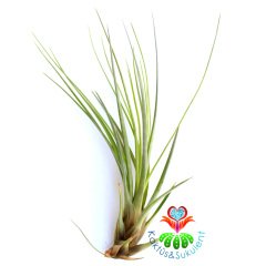 Tillandsia Bartramii - Hava Bitkisi-Köksüz Yaşar-Air Plant-Mükemmel Renkli-15 cm Büyüklükte,Teraryum