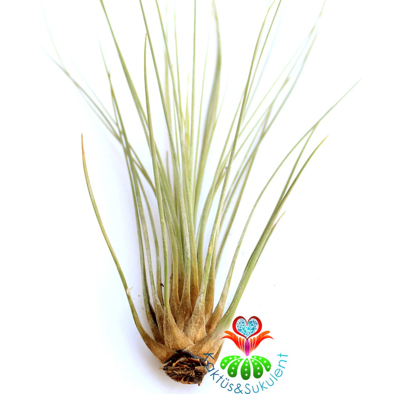 Tillandsia Juncea - Hava Bitkisi-Köksüz Yaşar-Air Plant-Mükemmel Renkli-15 cm Büyüklükte,Teraryum