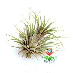 Tillandsia Harrisii - Hava Bitkisi-Köksüz Yaşar-Air Plant-Mükemmel Renkli-7 cm Büyüklükte,Teraryum