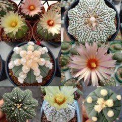 20 Adet Kaktüs Tohumu ''Astrophytum Asterias Mix Karışık'' Tohum