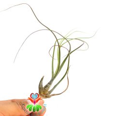 Tillandsia Bulbosa - Hava Bitkisi-Köksüz Yaşar-Air Plant-Mükemmel Desenli-7 cm Büyüklükte,Teraryum