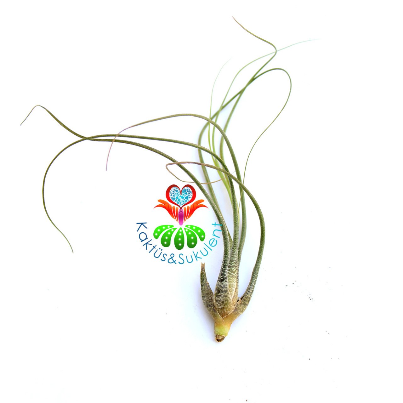 Tillandsia Bulbosa - Hava Bitkisi-Köksüz Yaşar-Air Plant-Mükemmel Desenli-7 cm Büyüklükte,Teraryum