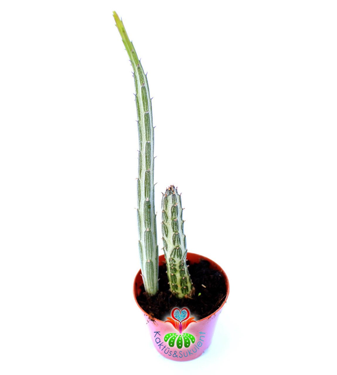 Senecio Stapeliiformis 5,5 cm saksıda İkili Form