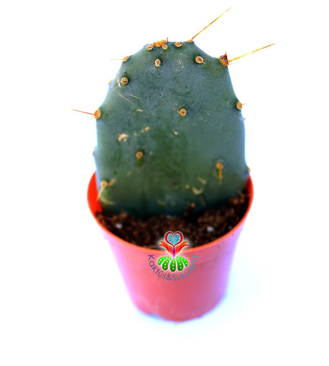 Opuntia Engelmannii Mavimsi Renk 5,5 cm Saksıda