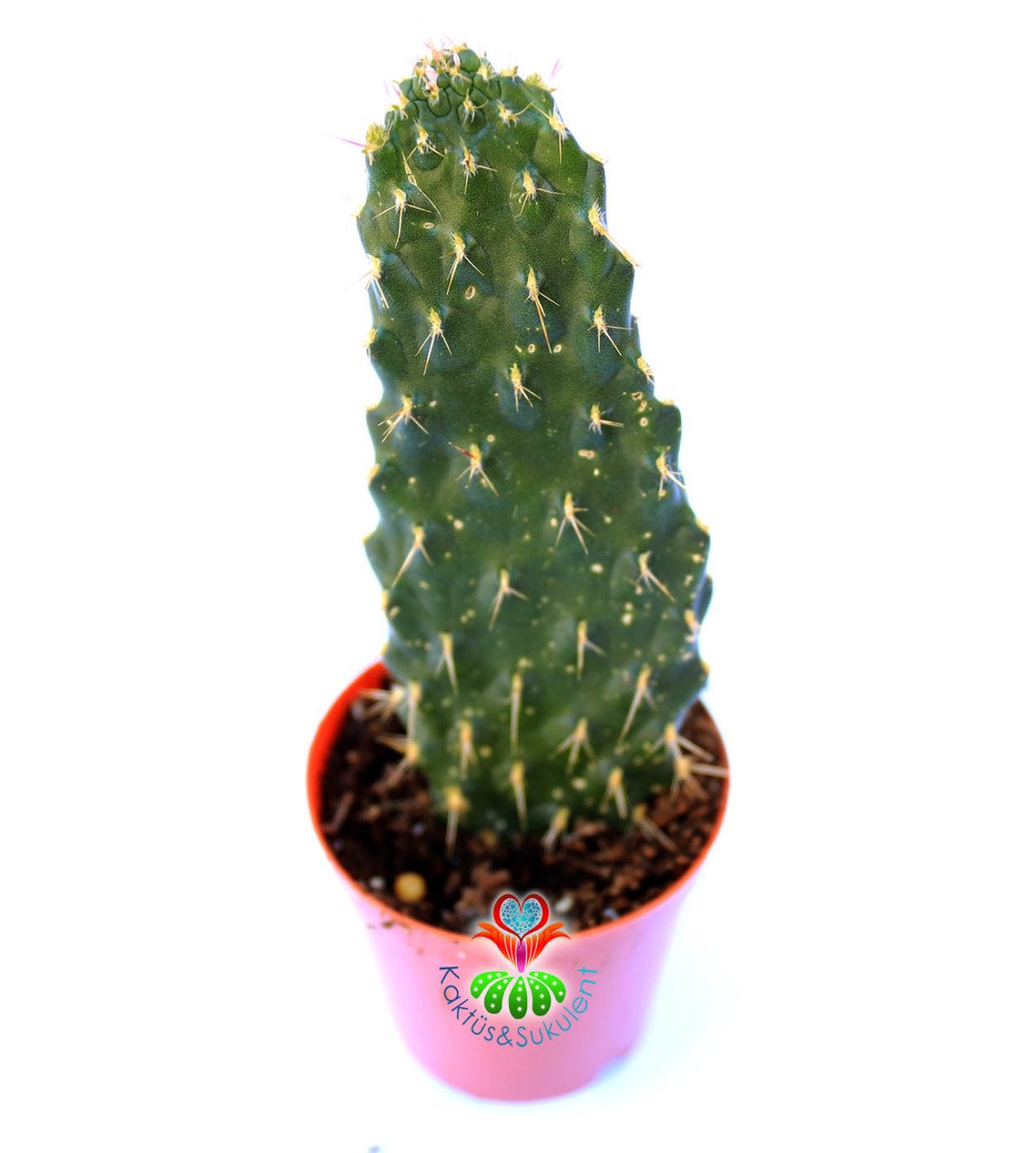 Opuntia Ssp.Simetrik Opuntia Kaktüs 5,5 cm Saksıda