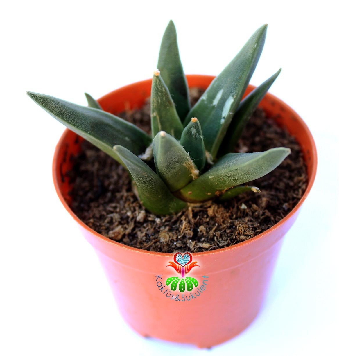 Ariocarpus retusus ssp. trigonus 8 cm Saksıda Nadir Koleksiyon Ürünü Kaktüs
