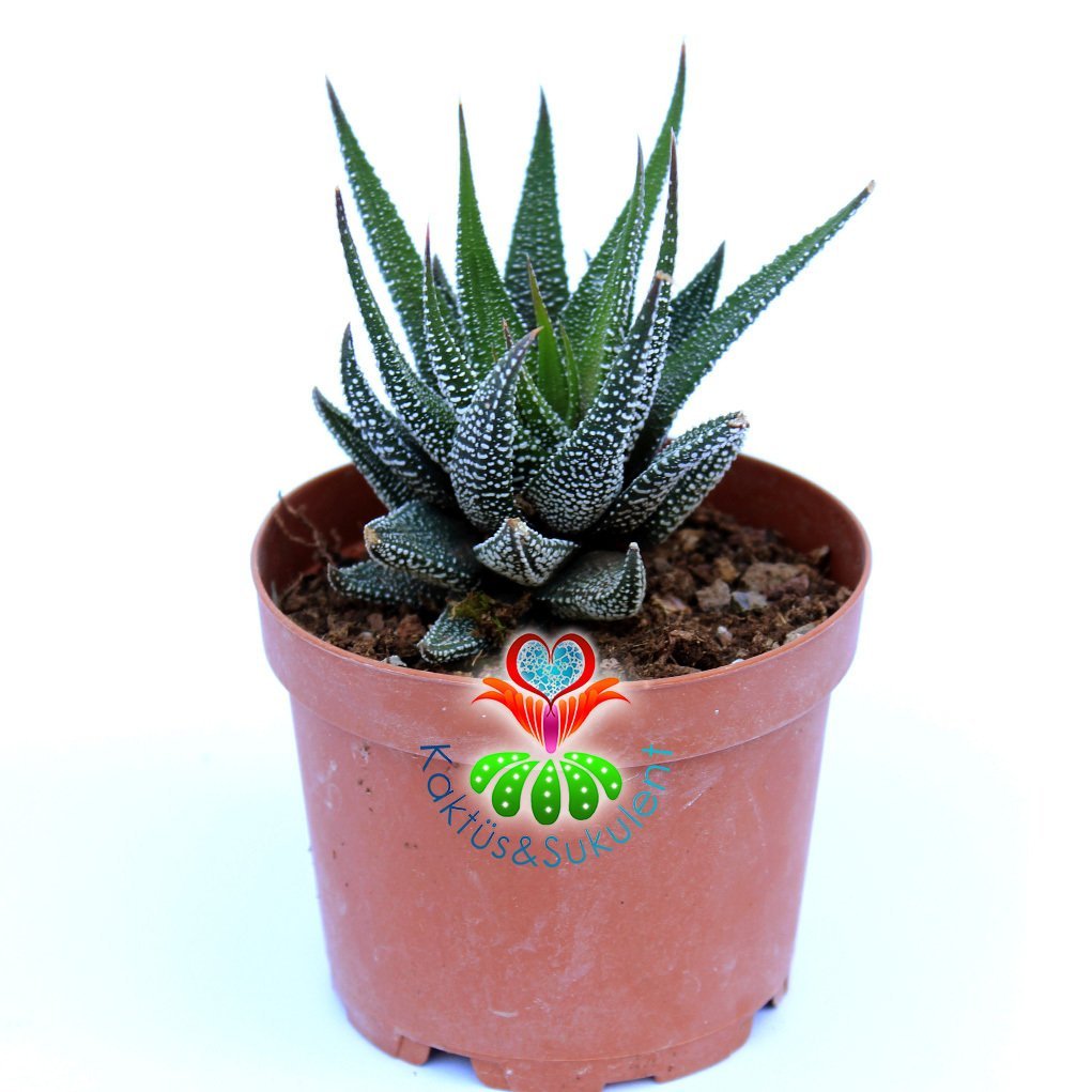 Haworthia Attenuata v. Britteniana-8,5 cm Saksıda-Beyaz Desenli Sukulent