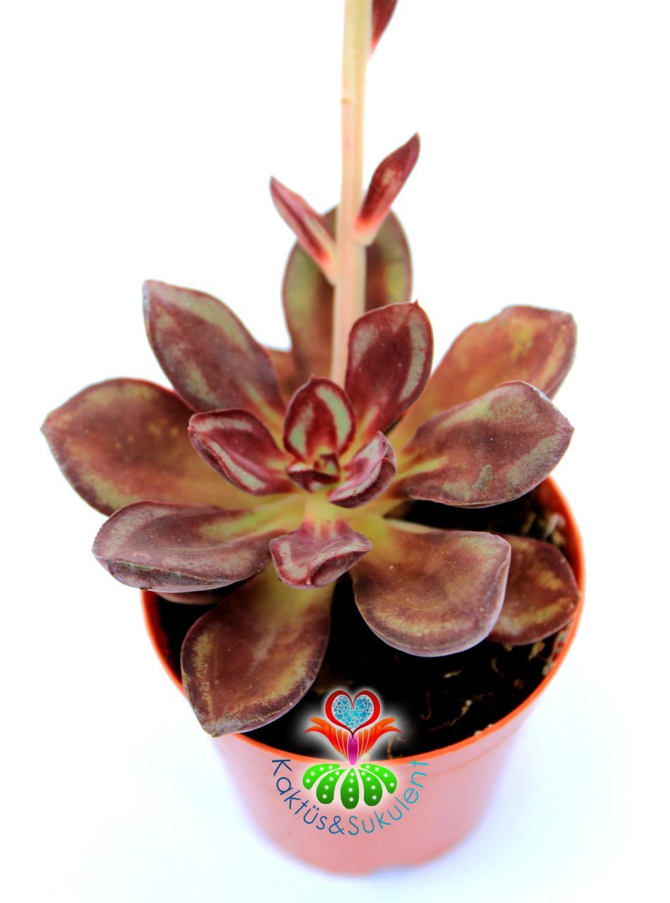 Echeveria Nodulosa ''Maruba Benitsukasa''-Bordo Renk Çok Nadir Tür Sukulent-5,5 cm Saksıda
