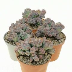 Myrtillocactus geometrizans cv. Strictum f. crestata 8.5cm Saksıda Özel Tür İthal