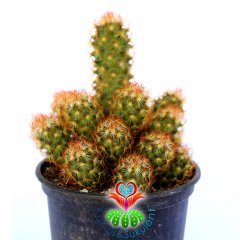 Mammillaria Elongata-Ladyfinger -Altın Dantel Kaktüs-10,5 cm Saksıda