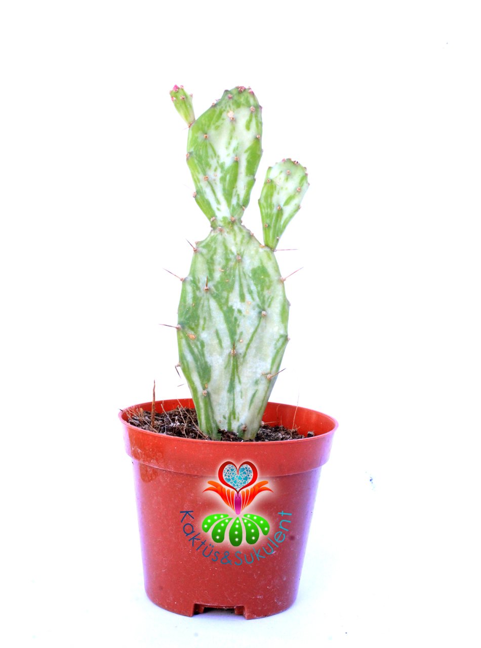 Opuntia Monacantha Variegata-Çift Renkli Kaktüs-8,5 cm Saksıda