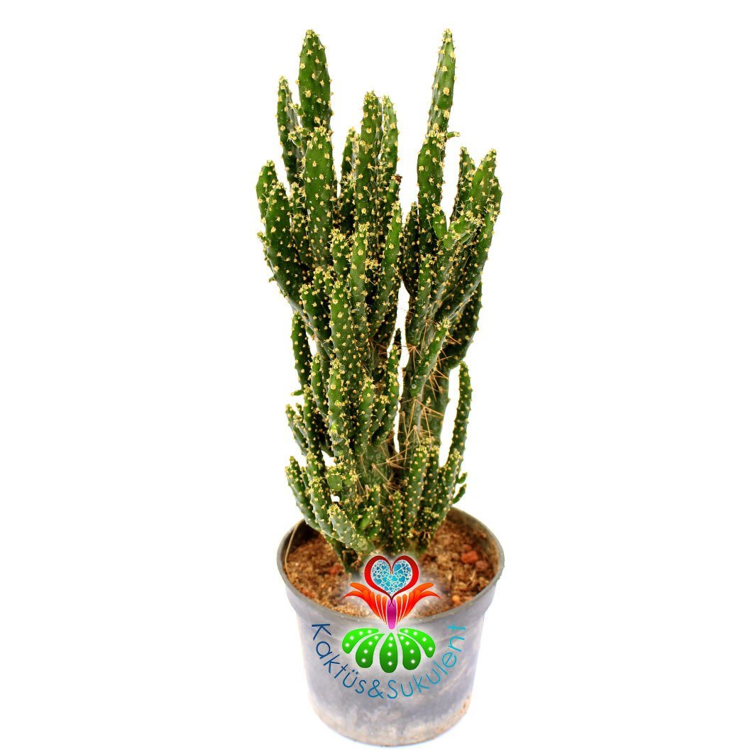 Opuntia Tuna Monstruosa-Canavar Kaktus-8,5 cm Saksıda