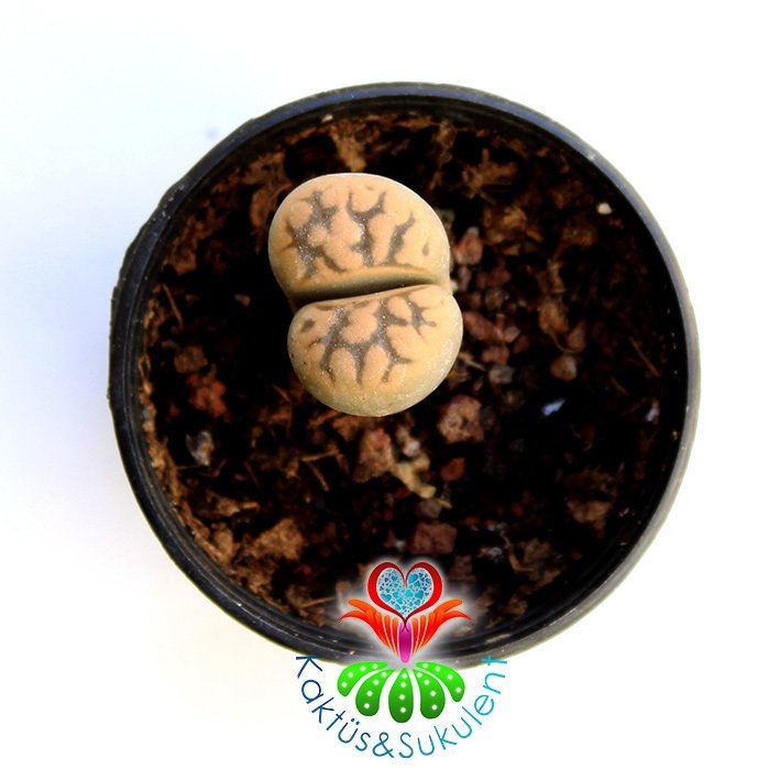 Lithops Eberlanzii-Krem Renk -5,5 cm Saksıda -Yaşayan Taş Kaktüs-Altıntaş-Sarı Renk Çiçek Açar