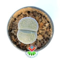 Lithops Salicola C351-Yaşayan Taş Kaktüs-Altıntaş-5,5 cm Saksıda