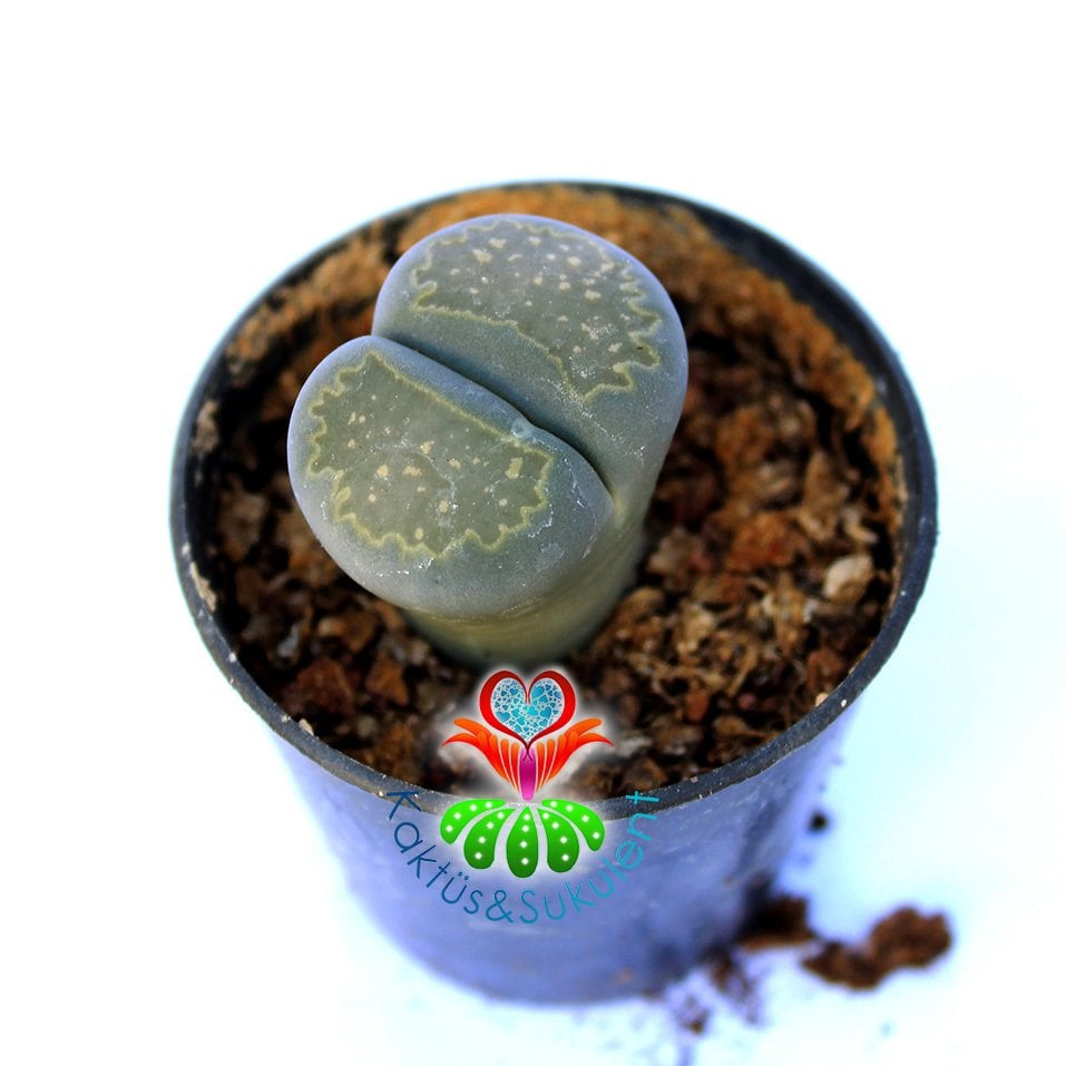 Lithops Salicola C351-Yaşayan Taş Kaktüs-Altıntaş-5,5 cm Saksıda