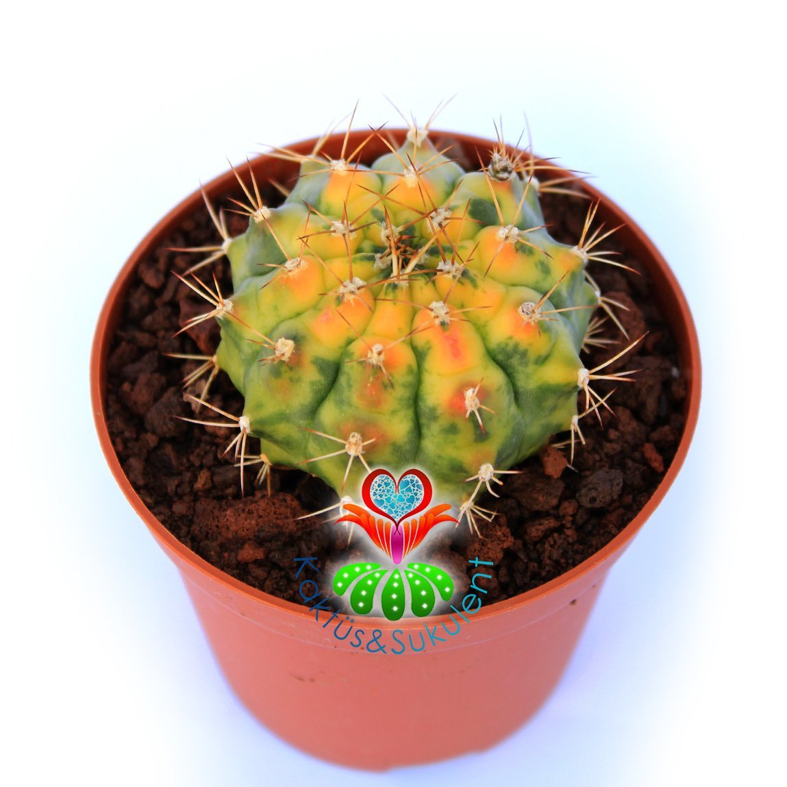 Gymnocalycium Mihonavichi Amber (Variegata)-Doğal Çok Renkli Kaktüs-5,5 cm Saksıda