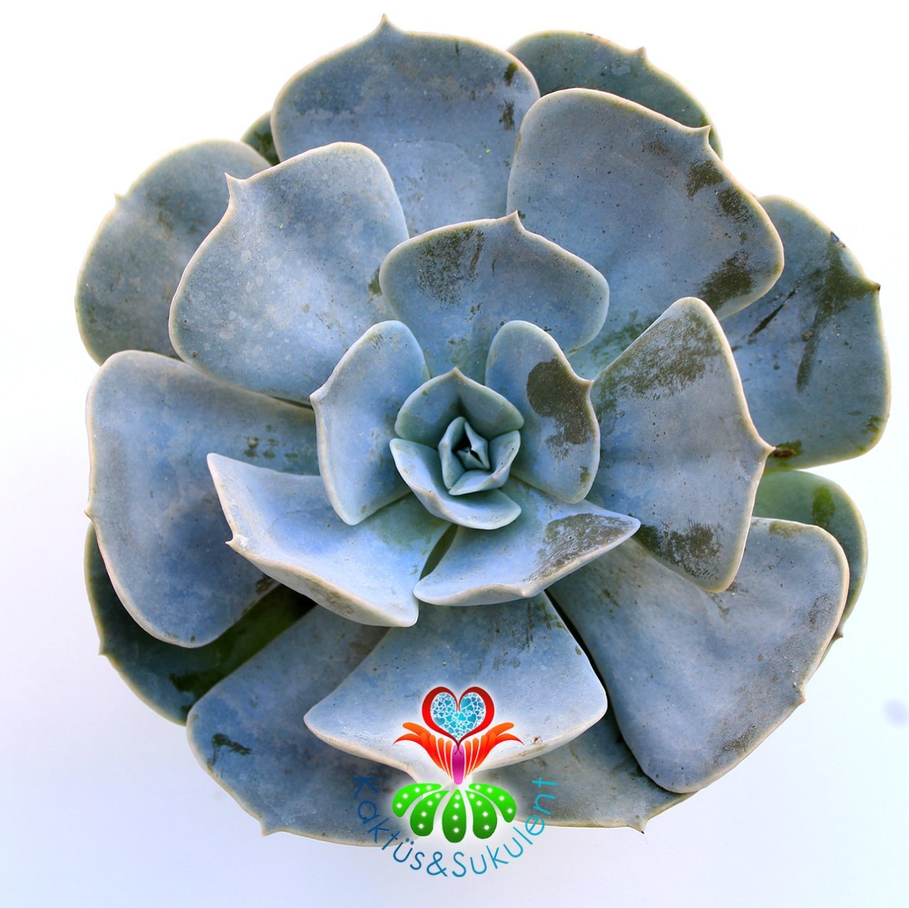 Echeveria Pollux-Sert Gri Yapraklı-Mükemmel Formlu Sukulent-8,5 cm saksıda