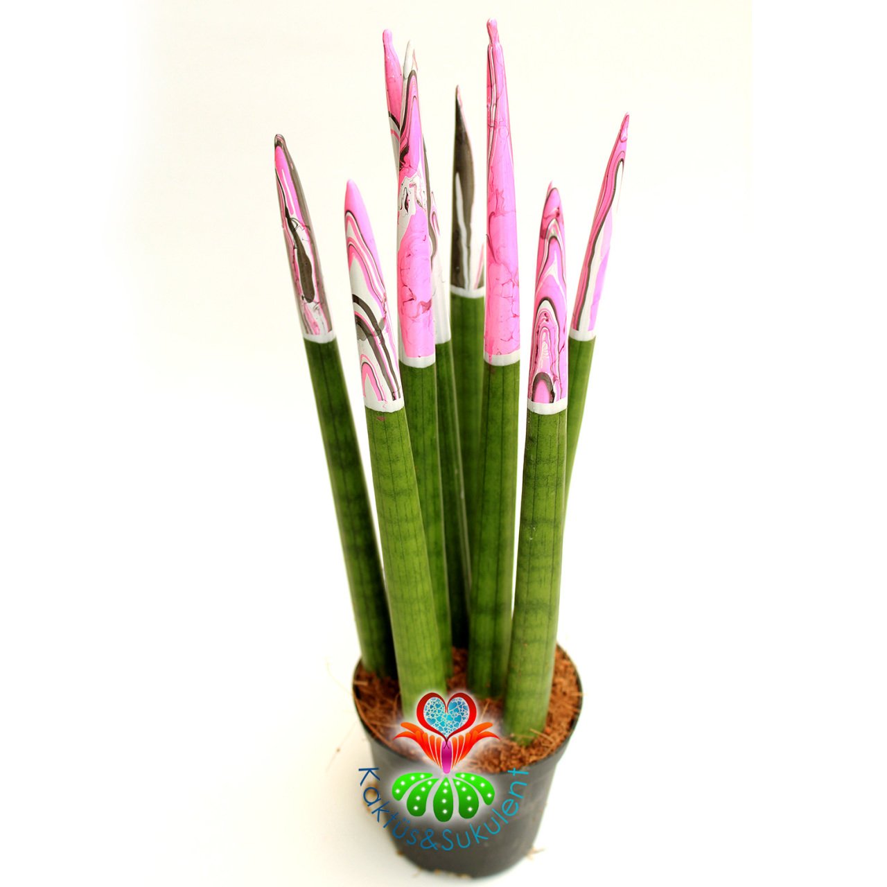 Ebru Sanatlı Sukulent,Sansevieria Velvet Touchz Pembe Renkli Paşa Kılıcı 25+cm Uzunluk-8,5 cm saksda