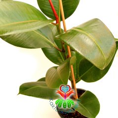 Kauçuk Bitkisi Ficus Elastica 15cm Saksıda 50+cm Büyüklükte-Bakımı Kolay İç Mekan Küçük Ağaç