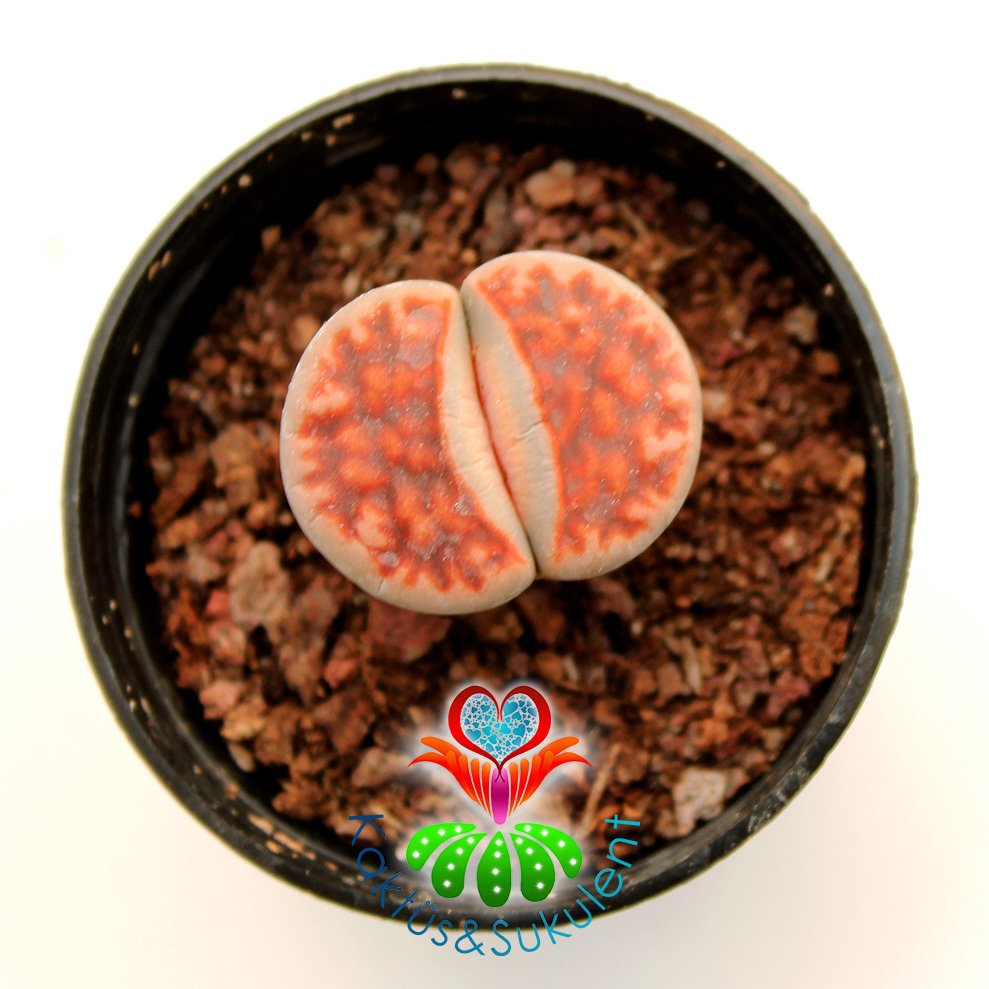 Lithops Karasmontana Kırmızı Renk-5,5 cm Saksıda-Yaşayan Taş Kaktüs-Altıntaş-Sarı Renk Çiçek Açar