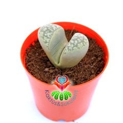 Lithops Herrei C234-Yaşayan Taş Kaktüs-Altıntaş-5,5 cm Saksıda