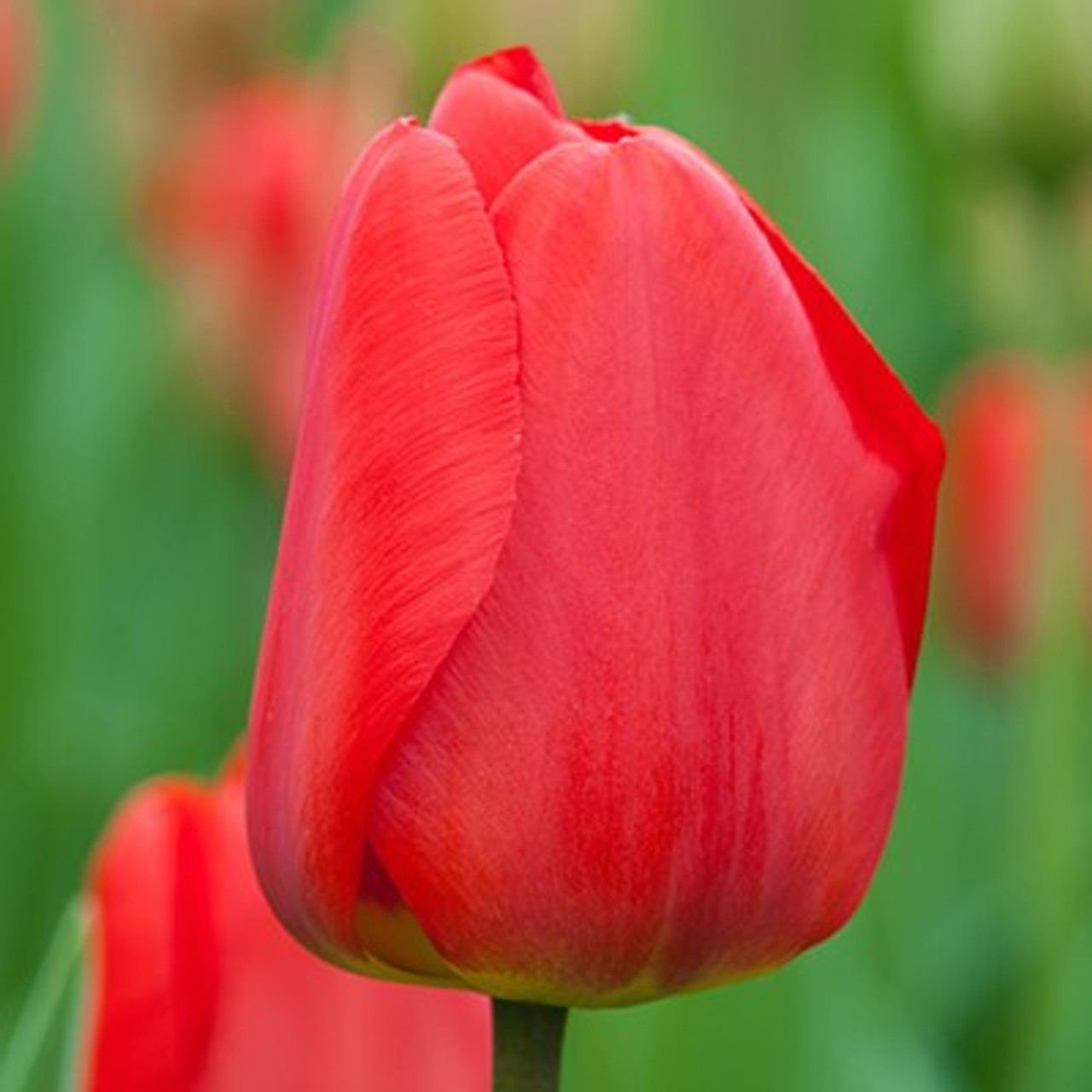 Kırmızı Lale Soğanı-Tulpen Red Apeldoorn-1 Adet Soğan-55 cm Büyüklükte Bitki Çıkarır