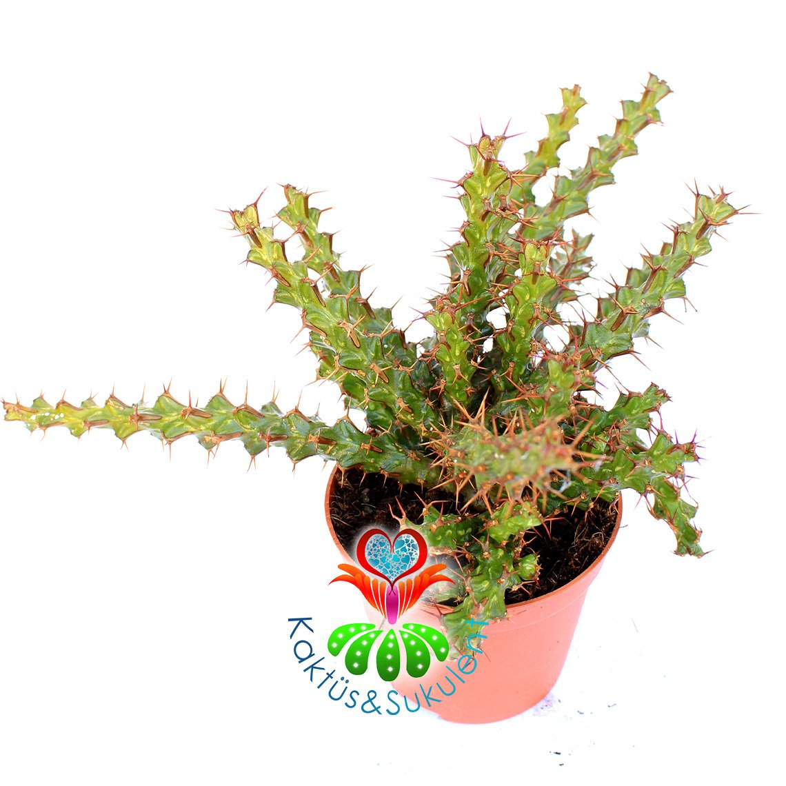 Kaktüs, Euphorbia Erigavensis-Nadir Tür-Minik Sarı Çiçek Açar -8,5 cm Saksıda
